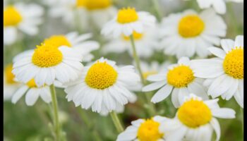 Morning Bliss: Începe-ți ziua corect cu esența blândă de mușețel